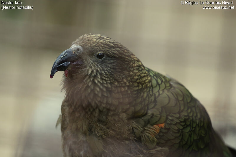 Kea