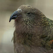 Kea