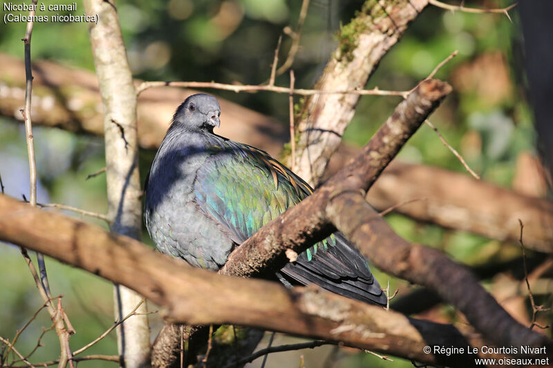 Nicobar Pigeon