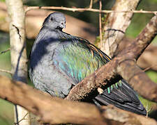 Nicobar Pigeon