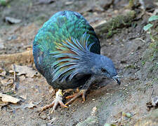 Nicobar Pigeon