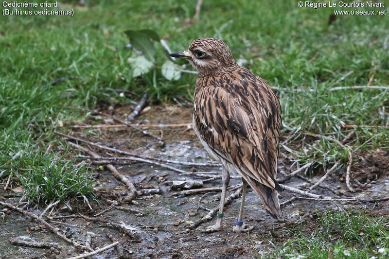 Eurasian Stone-curlew