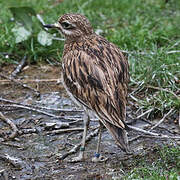 Eurasian Stone-curlew