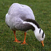 Bar-headed Goose