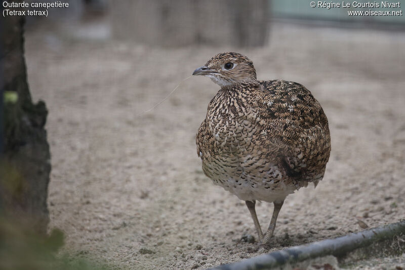 Little Bustard