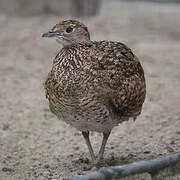 Little Bustard