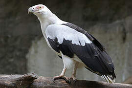 Palm-nut Vulture