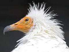 Egyptian Vulture