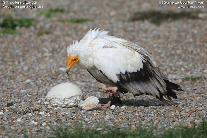 Egyptian Vulture