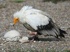 Egyptian Vulture