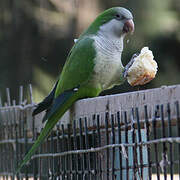 Monk Parakeet