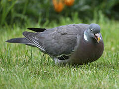 Common Wood Pigeon