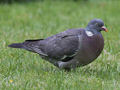 Common Wood Pigeon