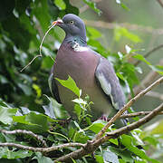 Common Wood Pigeon