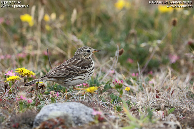 Pipit farlouse