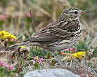 Pipit farlouse