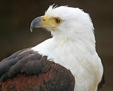 African Fish Eagle