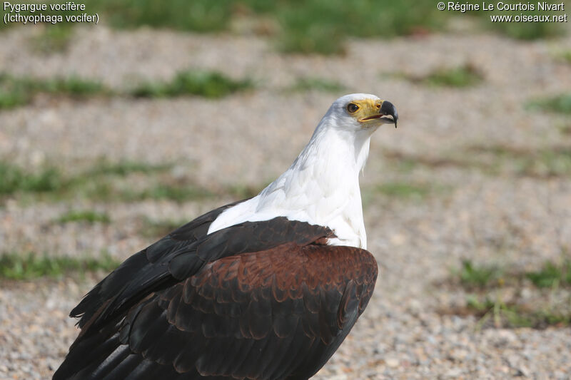 African Fish Eagle