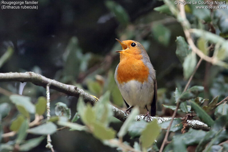 European Robin