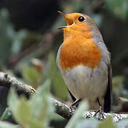 European Robin