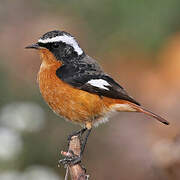 Moussier's Redstart