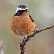 Moussier's Redstart