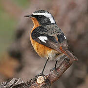 Moussier's Redstart