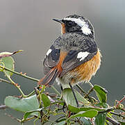 Moussier's Redstart