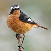 Moussier's Redstart