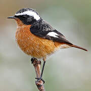 Moussier's Redstart