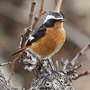 Moussier's Redstart