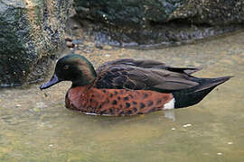 Chestnut Teal