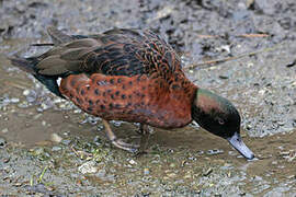 Chestnut Teal