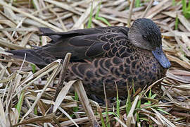 Chestnut Teal