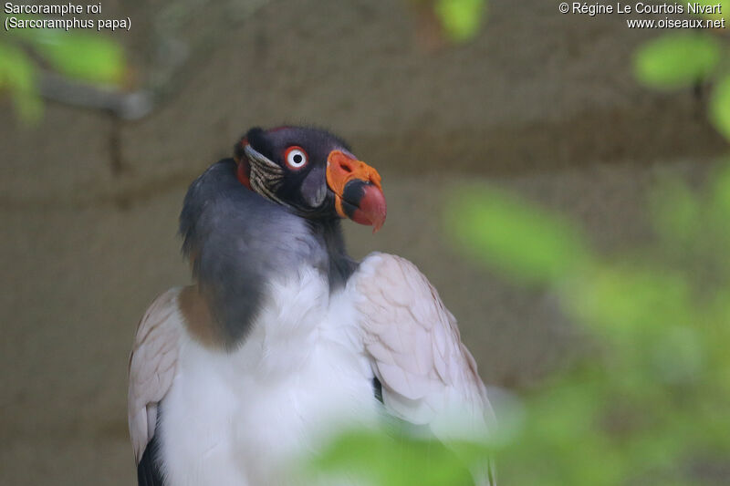 King Vulture