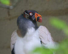 King Vulture