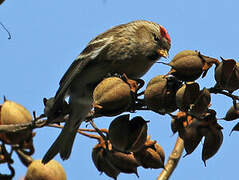 Redpoll