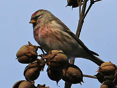 Redpoll