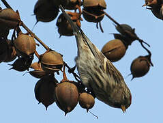 Redpoll