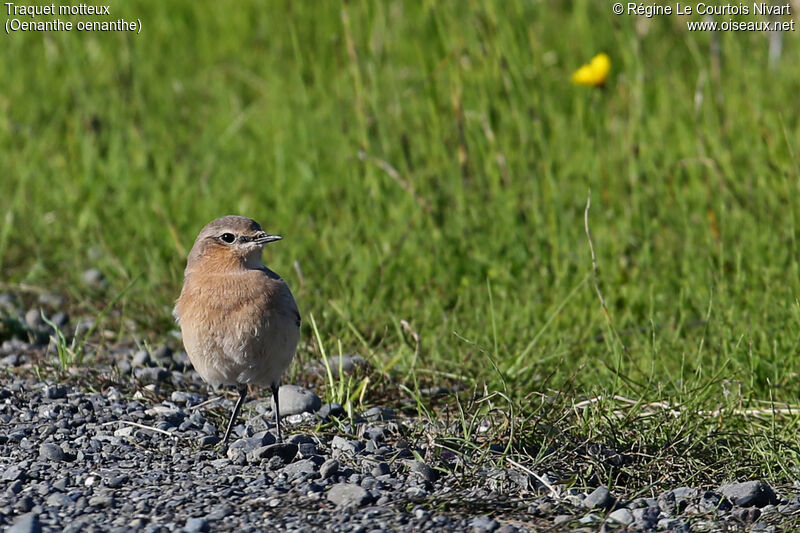 Northern Wheatear female