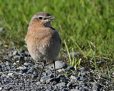 Northern Wheatear