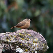 Southern House Wren