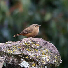 Troglodyte austral