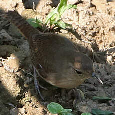 Troglodyte austral