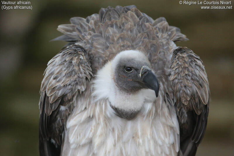 Vautour africain