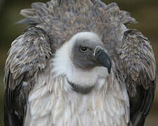 White-backed Vulture