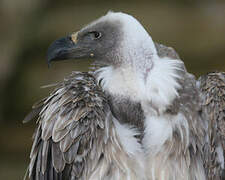 White-backed Vulture