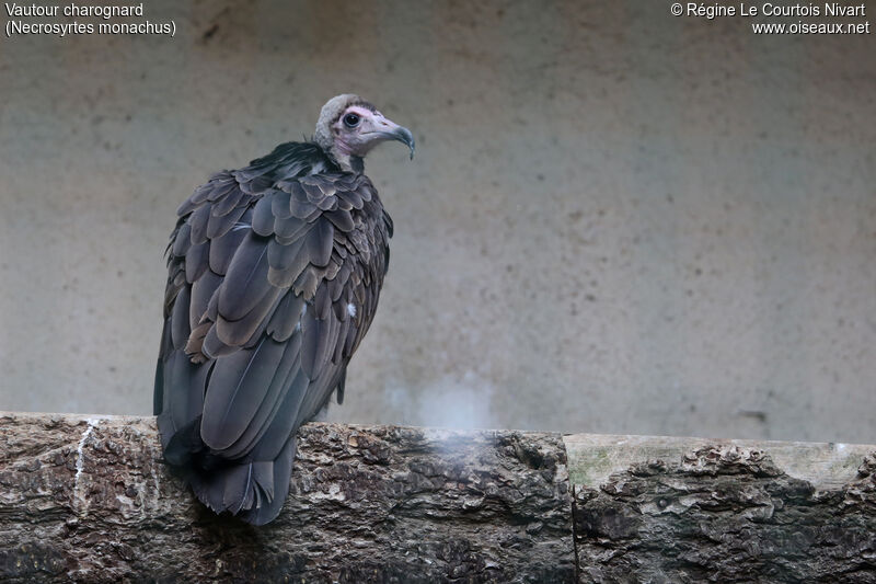 Hooded Vulture