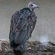 Hooded Vulture