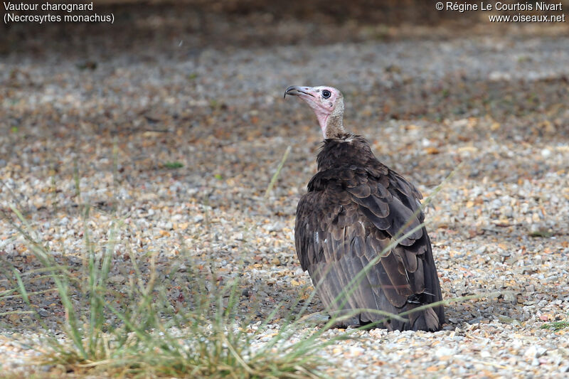 Hooded Vulture